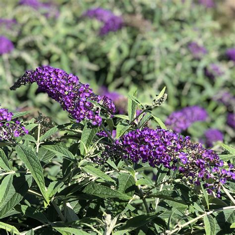 buddleia lo and behold